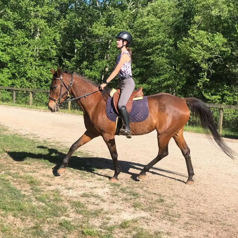 Learn how to ride horses at WildeWood Farm
