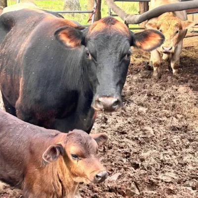 Cows at WildeWood Farm