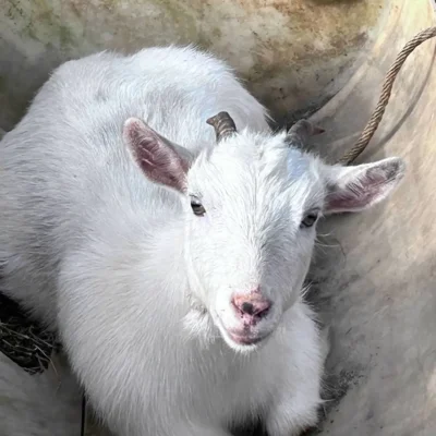 Sheep and Goats at WildeWood Farm