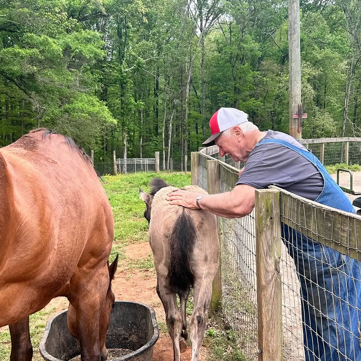 Horses at WildeWood Farm Inc.