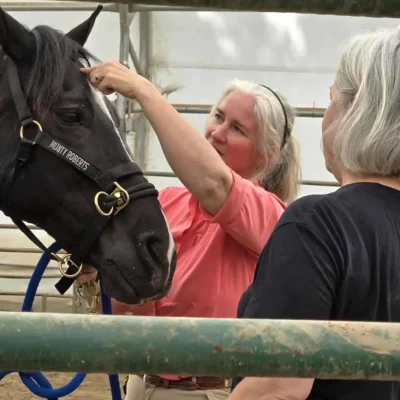 Working with horses at WildeWood Farm