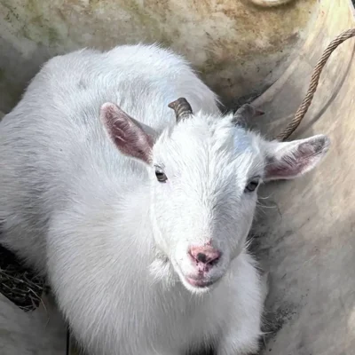 Farm animals at WildeWood Farm