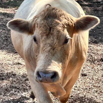 Farm animals at WildeWood Farm