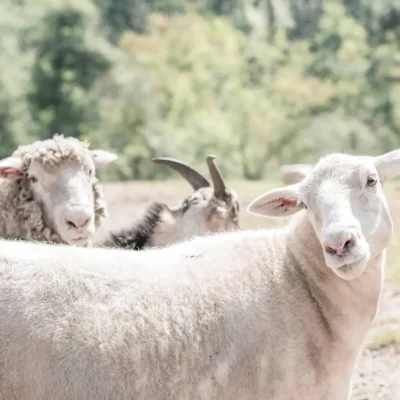 Farm animals at WildeWood Farm