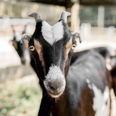 Farm animals at WildeWood Farm