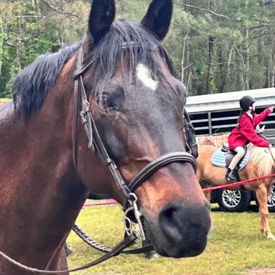 Horse at WildeWood Farm