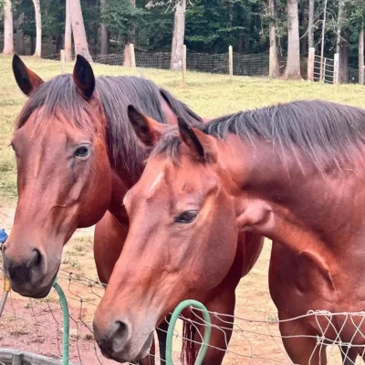 Horses at WildeWood Farm