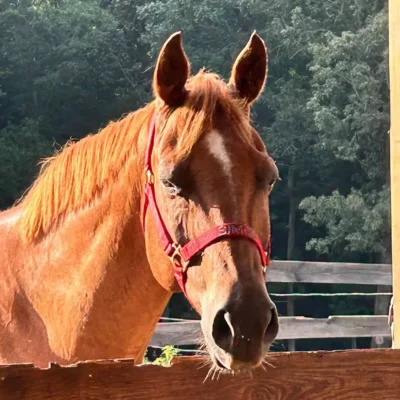 Horse at WildeWood Farm