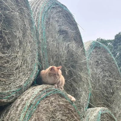 Cat in the hay