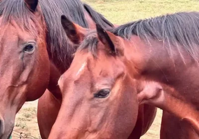 Why Riding Different Lesson Horses Helps Riders Grow