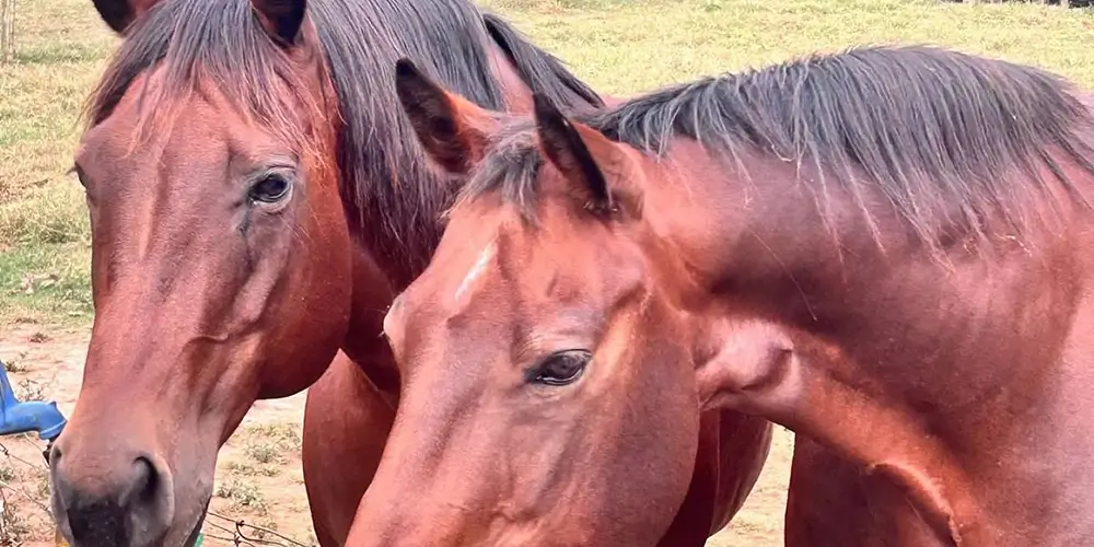Why Riding Different Lesson Horses Helps Riders Grow