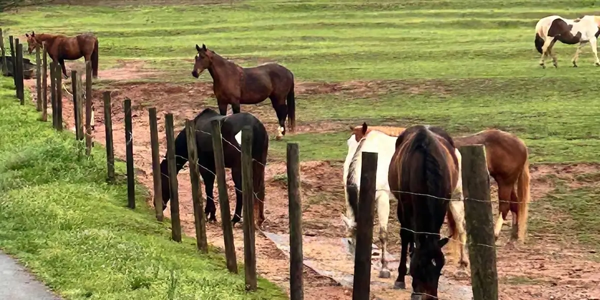 Why Riding Different Lesson Horses Helps Riders Grow