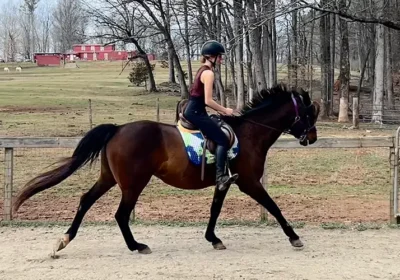 Encouraging adult students for riding lessons - WildeWood Farm