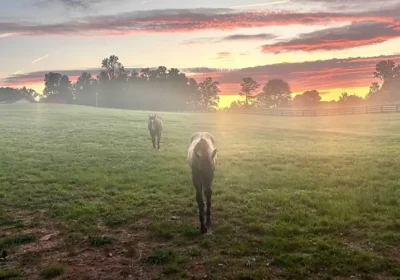Difference Between Hippotherapy, Therapeutic Riding, and Riding Lessons