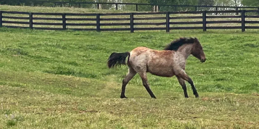 How We Keep Our Horses Healthy