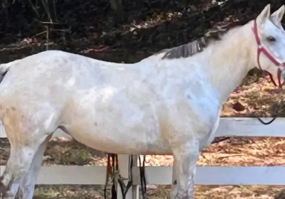 Why Our Horses Live Outside - And Why They Would Definitely Choose It That Way