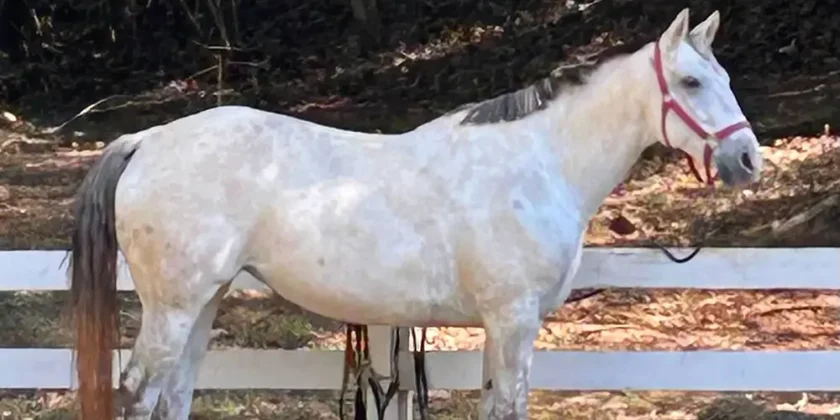 Why Our Horses Live Outside – And Why They Would Definitely Choose It That Way