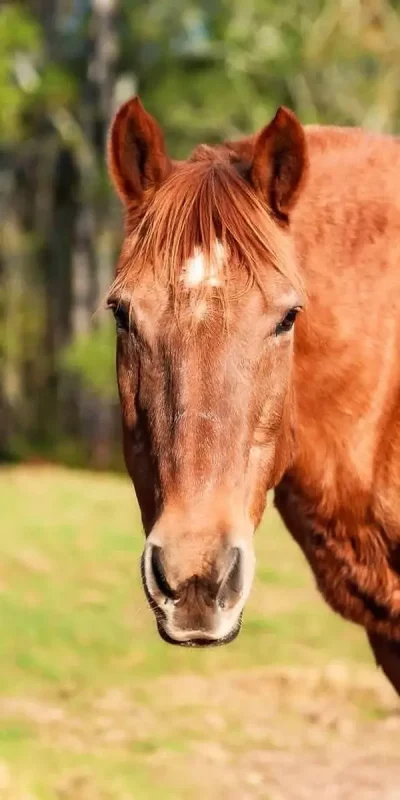 Workhorse Leadership Training Retreat at WildeWood Farm
